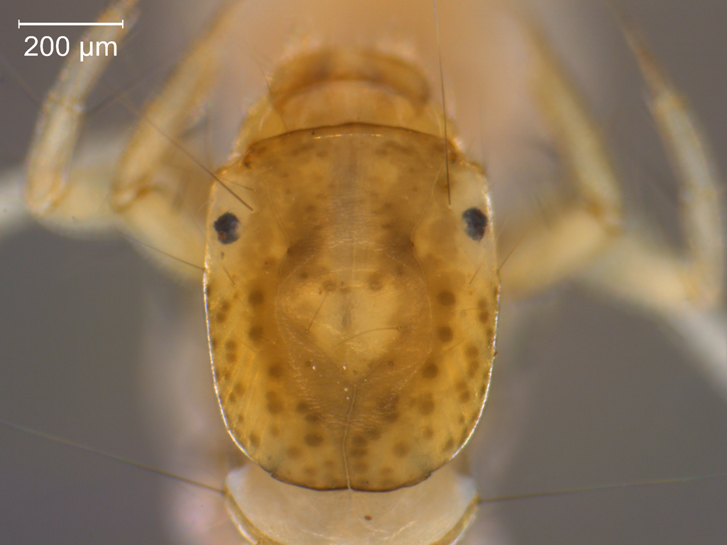 Holocentropus picicornis